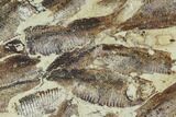Fossil Fish (Gosiutichthys) Mortality Plate - Lake Gosiute #105414-1